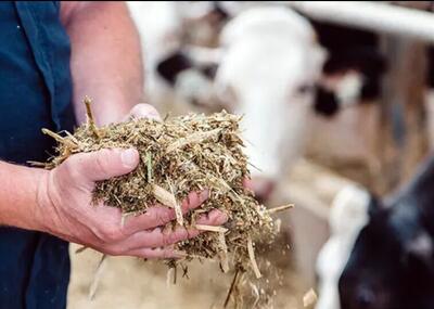  افتتاح کارخانه تولید خوراک دام، طیور و آبزیان در زنجان