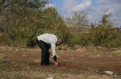  نابودی اراضی کشاورزی سوریه در نتیجه سم‌پاشی صهیونیست‌ها