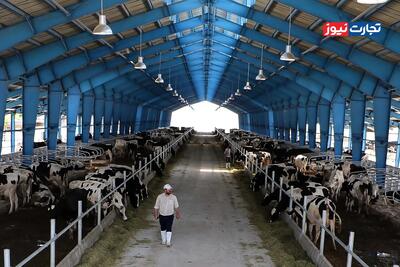  قیمت دام زنده امروز 20 بهمن 1404 + جدول