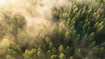  جنگل‌های جهان در حال از دست‌دادن باارزش‌ترین درختان خود هستند