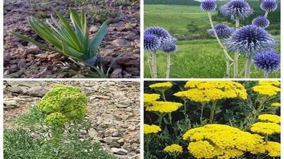  احیای ۵۲ هزار هکتار از رویشگاه‌های گیاهان دارویی در سال جاری