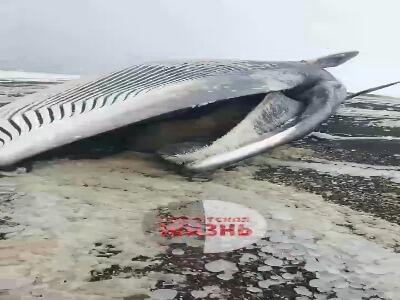  به گل نشستن نهنگ ۱۷ متری در ساحل کامچاتکا روسیه