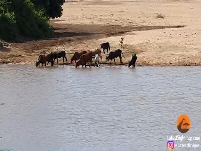  اسب‌های آبی، گاو شکار شده را از تمساح ها دزدیدند!