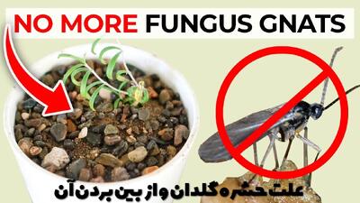  علت حشره زدن گلدان چیست؟ چگونه پشه های ریز گلدان را از بین ببریم؟