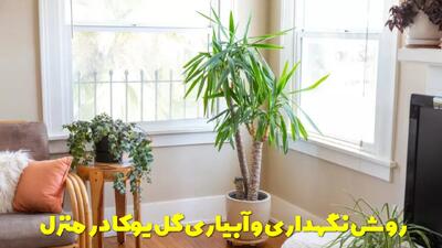  روش نگهداری و آبیاری گل یوکا در منزل + خواص گل یوکا در خانه چیست؟