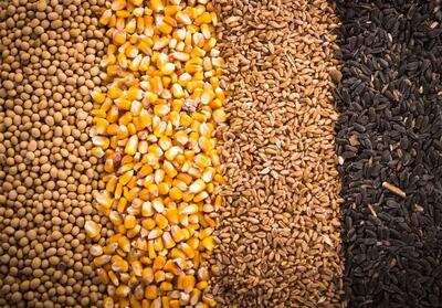  روزانه ۵۱ هزار تن نهاده دام در بازارگاه عرضه می‌شود