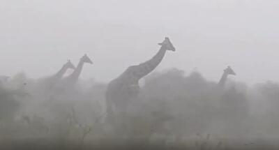  زرافه هایی که گردن خود را سفت کرده اند تا در طوفان زنده بمانند/ فیلمی که 1 روزه 4 میلیون بازدید گرفت