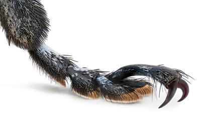  شاهکارهای مهندسی زیر میکروسکوپ؛ نگاهی به ساختار شگفت‌انگیز پای حشرات (+عکس)