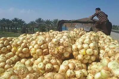  صادرات پیاز با کاهش پایه ارزی تسهیل شد