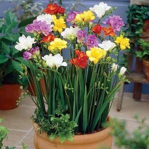  راهنمای کامل کاشت و پرورش گل فریزیا در خانه و باغچه