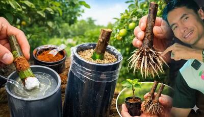  قلمه و ریشه زایی از هر درختی با روش ترکی /با این روش از هر شاخه ی قلمه بگیر و ریشه دار کن