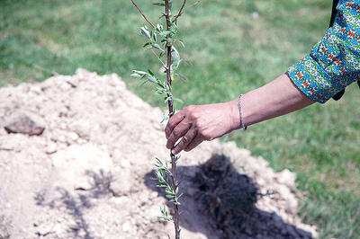  سه میلیون اصله نهال تا پایان سال در اصفهان توزیع می‌شود