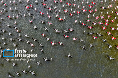  تصاویر| نقاشی پرندگان مهاجر بر بوم طبیعت