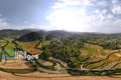  تحلیل خبرگزاری دولت از کاهش چشمگیر زمین های کشاورزی شمال