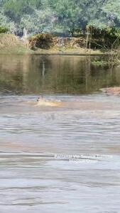  حرکت قورباغه‌وار جگوار برای شکار کایمن