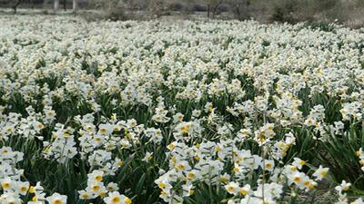  کازرون میزبان جشنواره ملی گل نرگس