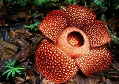  بزرگ‌ترین گل جهان چه ویژگی‌هایی دارد؟