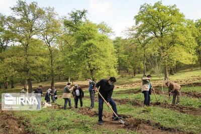  ۳۹۸ هزار اصله نهال تا پایان اسفند توزیع می شود