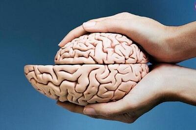  تاثیر مخرب چربی بر مغز