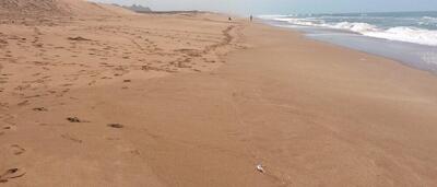  تعیین وضعیت آلودگی سواحل مکران/ حجم نگران‌کننده میکروپلاستیک‌ها در برخی مناطق