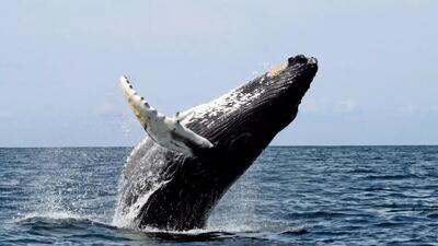  ببینید |  نهنگ عظیم الجثه در ساحل کامچاتکا به گل نشست