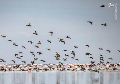 عکس/ پرواز پرندگان مهاجر در تالاب میانکاله و خلیج گرگان