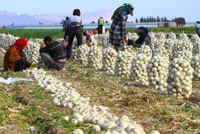  صادرات پیاز با کاهش پایه ارزی تسهیل شد