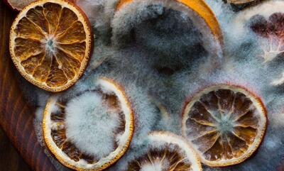  چگونه از کپک زدن محصولات خشک جلوگیری کنیم؟ راهکارهای مؤثر