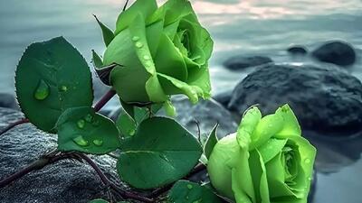  فال امروز 21 بهمن