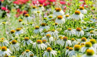  ایران در صدر تنوع زیستی و مراتع؛ رویشگاه‌های گیاهان دارویی تحت فشار خشکسالی