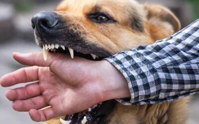  ۱۶ مورد ابتلا به «هاری» طی سال ۱۴۰۴ | سگ‌ها در صدر جدول حیوان‌گزیدگی