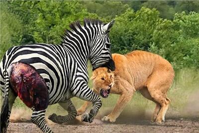  انتقام حیات وحش/کره گورخر به دست و پای شیر میپیچه اونم حقشو میزاره کف دستش