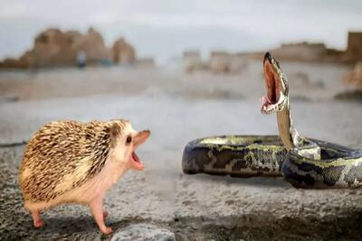  مستند حیات وحش؛ مار از ترس جوجه تیغی سکته کرد!
