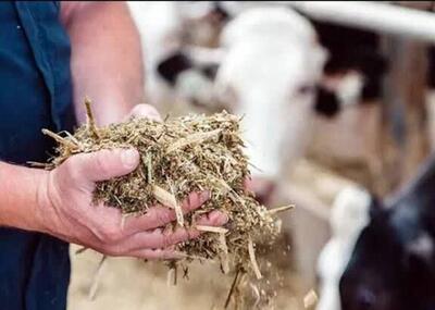  پژوهشگران دامی کشور ضایعات را به مکمل‌های غذایی ارزشمند تبدیل کردند