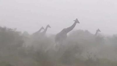  مبارزه سخت زرافه ها با طوفان آفریقایی