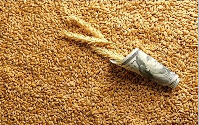  تراژدی «گندم برای گاو»/ آقای وزیر! کشاورزان بلاتکلیف‌اند، شما تماشاچی؟