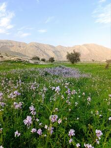  عکس: تصویری زیبا از آغاز بهار در جنوب کشور
