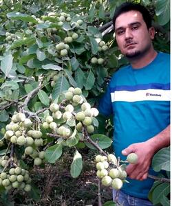  ۳ نوع از گردو هایی که در مناطق سردسیری  عالی جواب میدهند