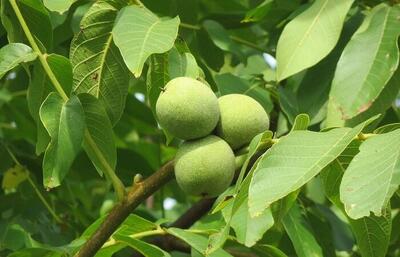  هدف‌گذاری تولید ۱۱.۵ میلیون تن میوه سردسیری محقق شد