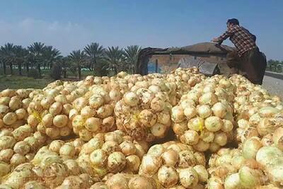  صادرات پیاز با کاهش پایه ارزی تسهیل شد