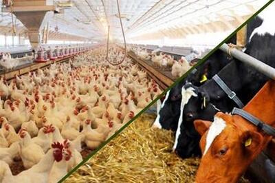  سرمایه در گردش مورد نیاز مرغداران و دامداران بعداز حذف ارز ترجیحی تامین شد؟