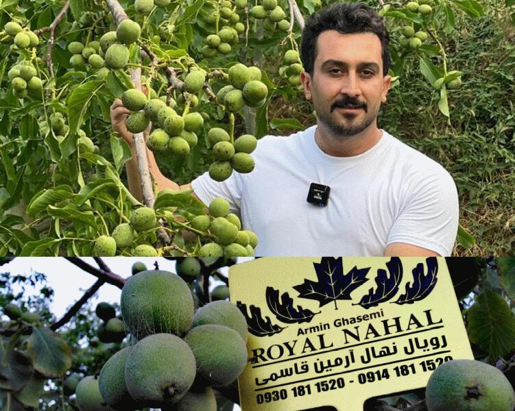 آغاز فروش و تحویل نهال با ضمانت نامه کتبی "اصالت و گیرایی" در مجموعه رویال نهال