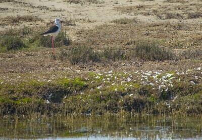  ۴ تالاب جان دوباره می‌گیرند