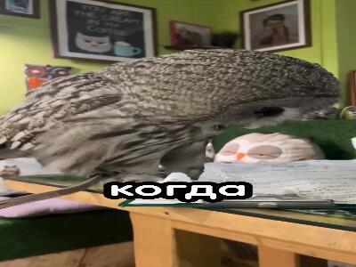  پرواز بی‌صدا و منحصر به فرد جغدها