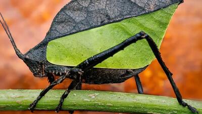  شباهت این حشره به برگ، باورکردنی نیست! (+عکس)