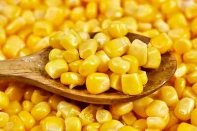  ثبت‌سفارش جدید ذرت دامی و جو از شنبه ۲۵ بهمن آغاز می‌شود