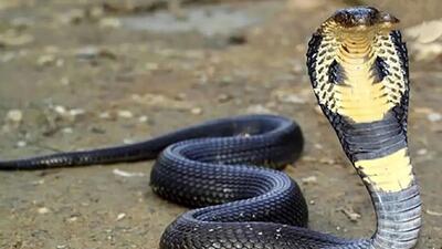  فیلم مستند حیات وحش