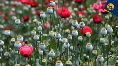  طرح فوق سری آمریکایی‌ها در افغانستان چه بود؟