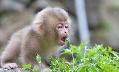  جزیره ماکاک چهارشنبه ها از شبکه مستند