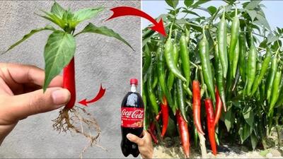  نحوه کاشت درخت فلفل در گلدان / در خانه فلفل شیرین و تند بکارید
